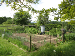 The vegetable garden